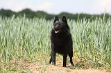 SCHIPPERKE 624